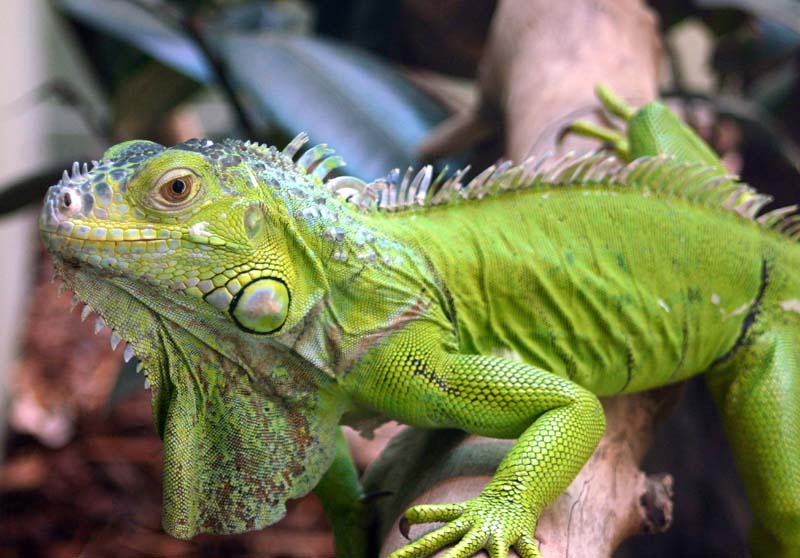 Brachylophus